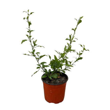 Vendita Pianta Plumbago Blu Vaso 18 | Mondo Piante