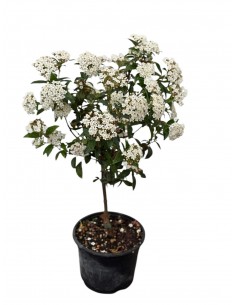 copy of Viburnum Tinus plant