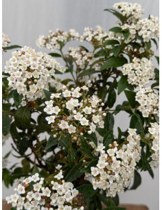 copy of Viburnum Tinus plant 2