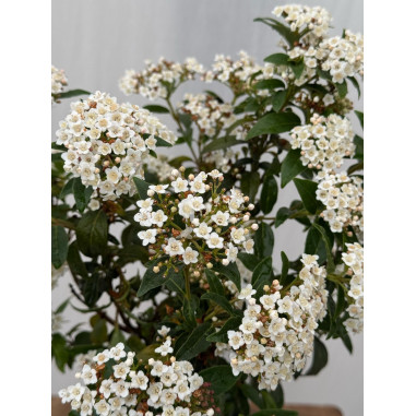 Pianta di Viburno Tinus in Vaso 18cm- Piante Da Siepe |Mondo Piante