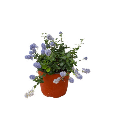 Pianta Ceanothus Repens Vaso 18 cm: Vendita Online | Mondo Piante