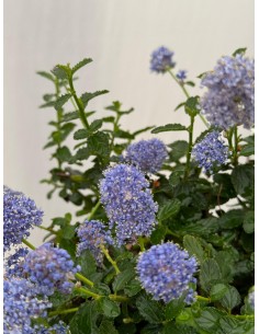 Pianta di Ceanothus Repens... 2