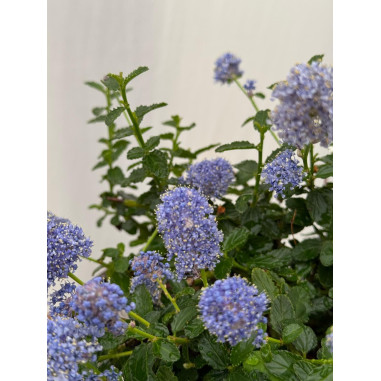 Pianta Ceanothus Repens Vaso 18 cm: Vendita Online | Mondo Piante