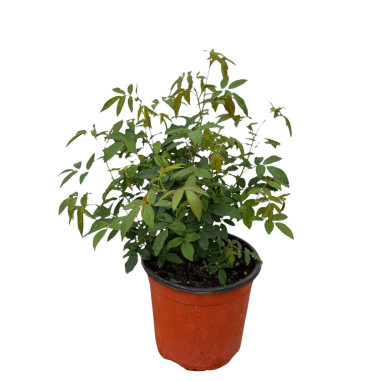 Vendita Pianta di Rosa in Vaso 18cm - Piante Da Cespuglio|Mondo Piante