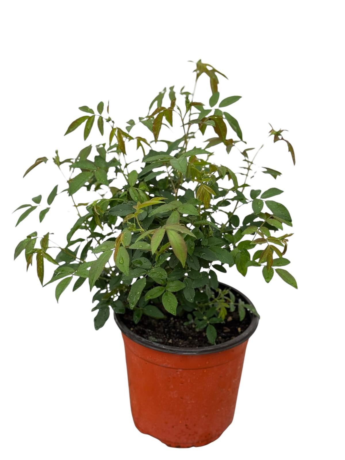 Rosa Rosa Pianta Viva - Profumata E Perenne, Per Giardino O Vaso, Proveniente Dall'Olanda - Foto 4