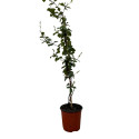 Pianta di Rincospermo (Falso Gelsomino) - Vaso 18 cm