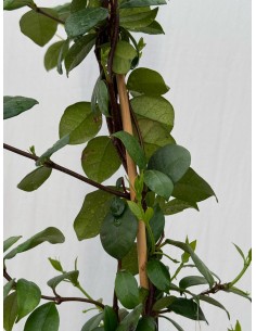 copy of Rhyncospermum... 2