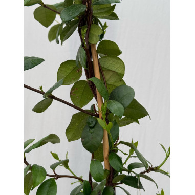 Pianta di Rincospermo in Vaso 18cm-Piante Rampicanti|Mondo Piante