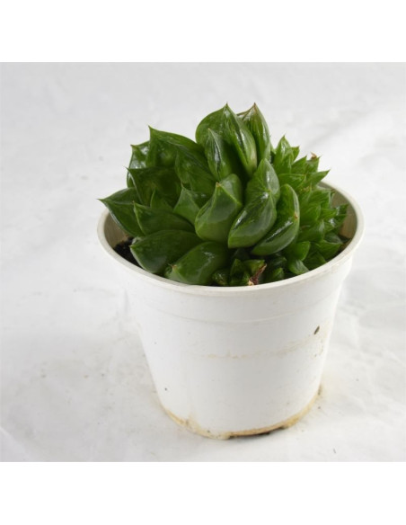 Vendita Pianta Grassa Haworthia Mirabilis-OnLine|Mondo Piante