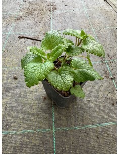 5 Piante di Melissa in Vaso...