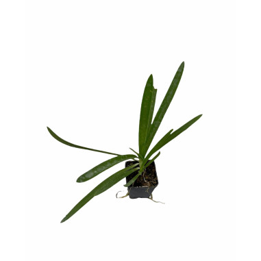 10 Piante di Agapanthus Africano Bianco Vaso 7cm-Cespugli|MondoPiante