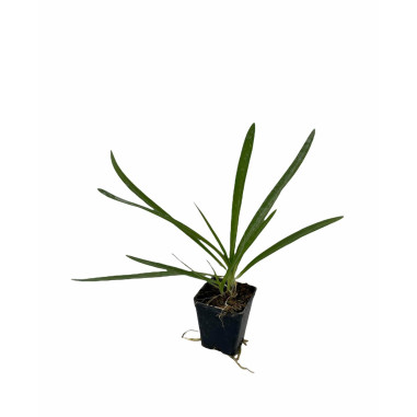 40 Piante di Agapanthus Africano Bianco Vaso 7cm-Cespuglio|MondoPiante