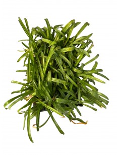 5 Piante di Agapanthus... 2