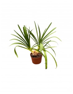 Pianta di Agapanthus...