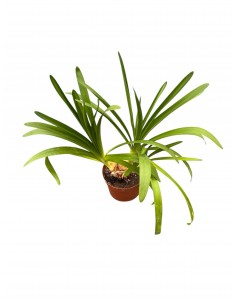 Pianta di Agapanthus... 2