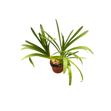 Vendita Agapanthus Africano Bianco 24cm-Piante Da Cespuglio|Mondo Piante