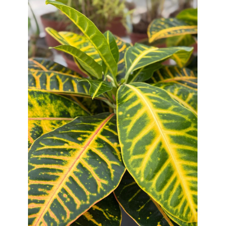 copy of Pianta Aeschynanthus marmoratus