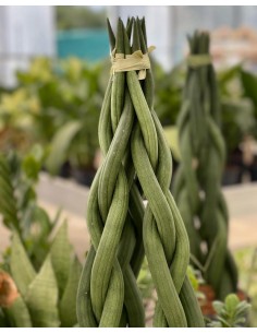 Pianta Sansevieria...