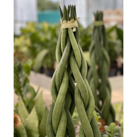 Sanseveria Plant Sale - Green Plants | Vivaio Mondo Piante