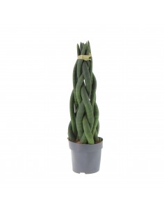 Pianta Sansevieria...