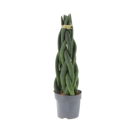 Sanseveria Plant Sale - Green Plants | Vivaio Mondo Piante