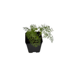 Pianta Finocchietto Selvatico Vaso 7 cm | Mondo Piante