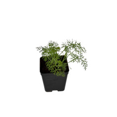 Pianta Finocchietto Selvatico Vaso 7 cm | Mondo Piante 2