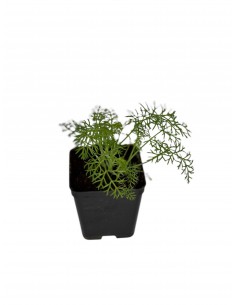 Wild Fennel Plant 2