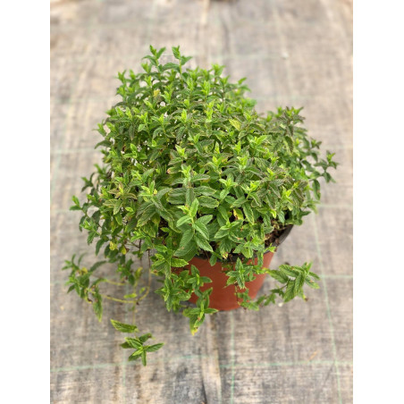 Pianta di Menta Piperita  In Vaso 14cm-Piante Aromatiche| Mondo Piante