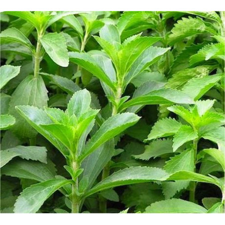 Pianta di Stevia in Vaso 14cm - Piante Aromatiche |Vivaio Mondo Piante