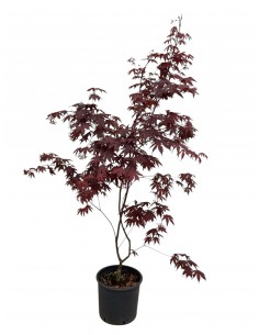 Pianta di Acero Rosso Vaso...