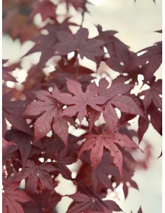 Pianta di Acero Rosso Vaso... 2