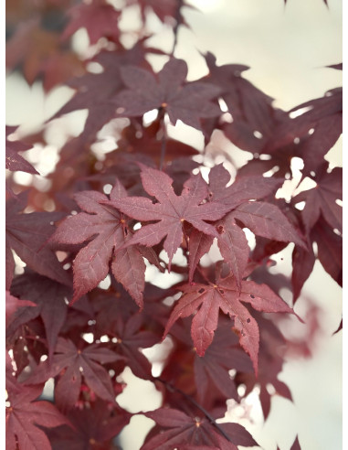 Pianta di Acero Rosso Vaso 26cm-Piante Da Giardino|Vivaio Mondo Piante