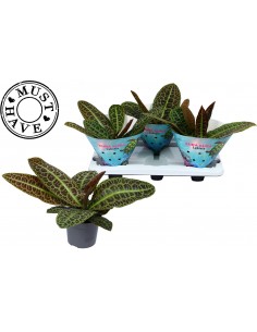 Pianta Labisia obtusifolia...