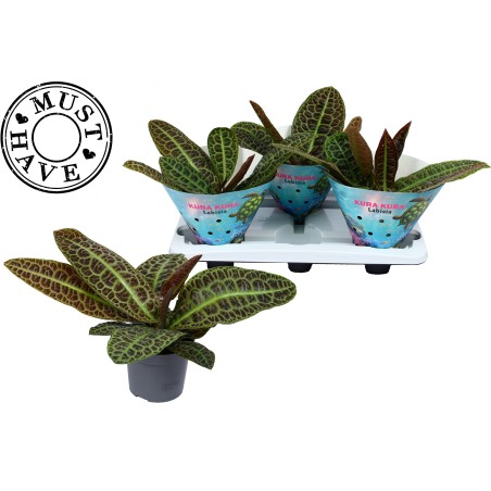 Pianta Labisia obtusifolia Kura Kura - Piante Verdi | Mondo Piante