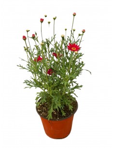 copy of Daisy Plant 2