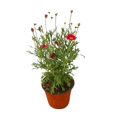 Daisy Plant for Sale - Bush Plants Online | Mondo Piante