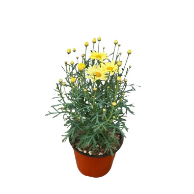Pianta di Margherita in Vaso 14cm-Piante Da Cespuglio|Mondo Piante
