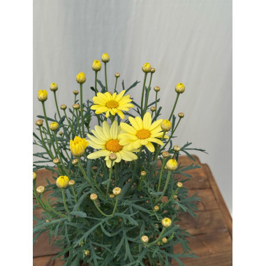 Pianta di Margherita in Vaso 14cm-Piante Da Cespuglio|Mondo Piante