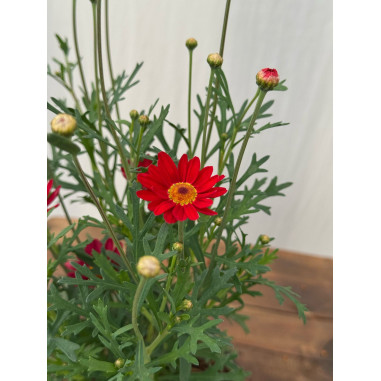 Pianta di Margherita in Vaso 14cm-Piante Da Cespuglio|Mondo Piante