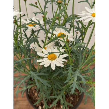 Pianta di Margherita in Vaso 14cm-Piante Da Cespuglio|Mondo Piante