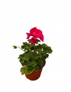 Pianta di Geranio Vaso 14cm...