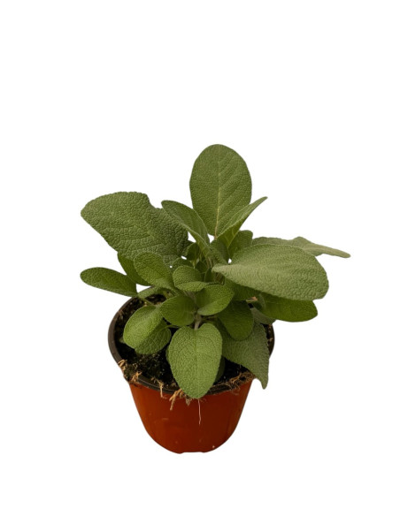 Pianta di Salvia in Vaso 14cm- Piante Aromatiche|Vivaio Mondo Piante