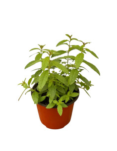 Pianta Citronella (Lippia Citriodora) Vaso 14 cm | Mondo Piante