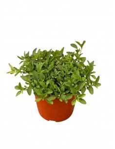 copy of Origanum Compactum...