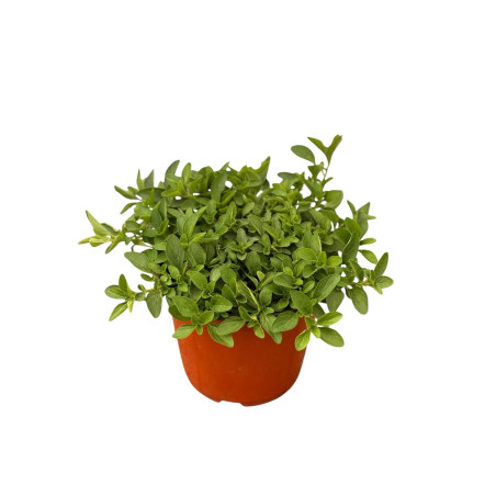 On-line Sale of Origanum Compactum plant-Aromatic Plants|Mondo Piante