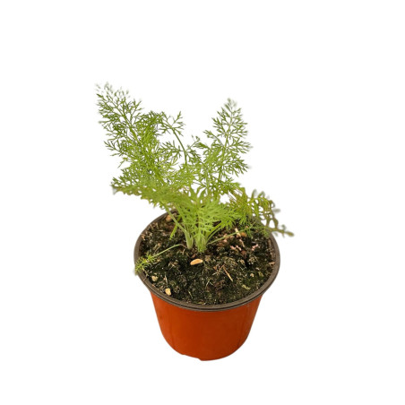 Pianta di Finocchietto Selvatico in Vaso 14cm-Orto|Mondo Piante
