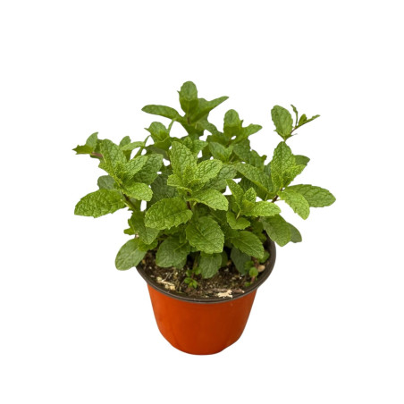 Pianta di Menta Marocchina in Vaso 14cm-Piante Aromatiche|Mondo Piante