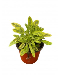 Pianta di Salvia Variegata...