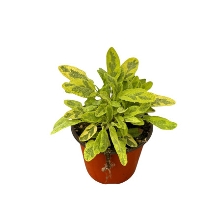 Pianta di Salvia Gialla in Vaso 14cm - Piante Aromatiche|Mondo Piante